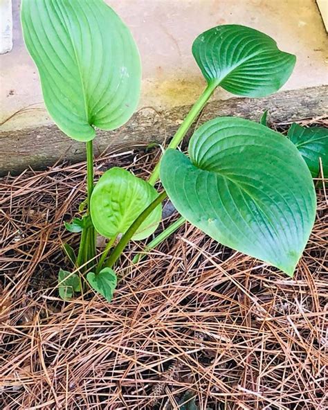 reduce shock when transplanting hostas|best time to replant hostas.